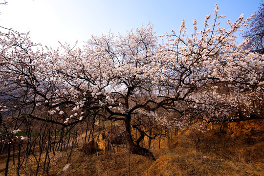 山野杏花