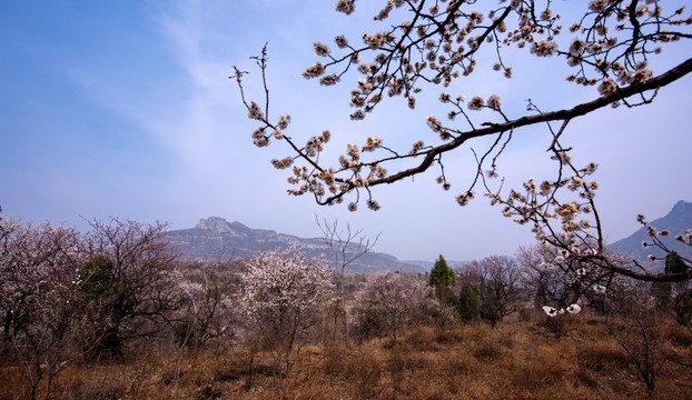 山野杏花