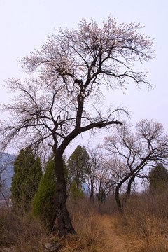 山野杏花