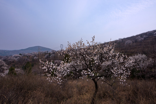 山野杏花