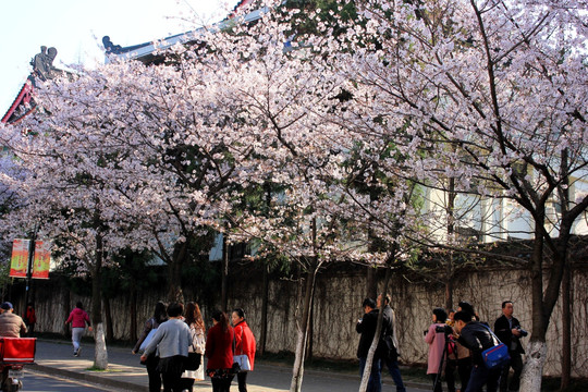 樱花
