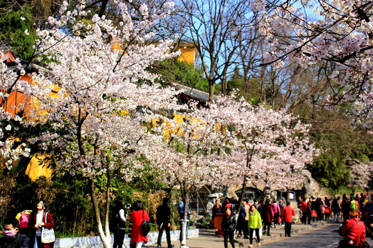 樱花