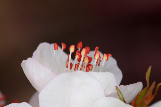 桃花盛开 花蕊