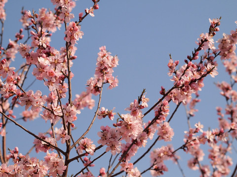 粉色桃花