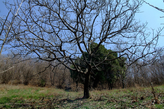 枝桠伸展的大树