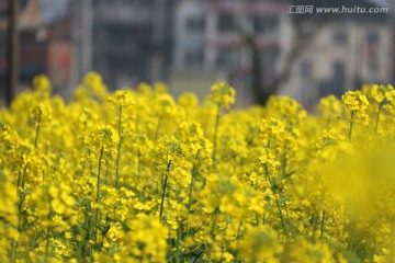 花草