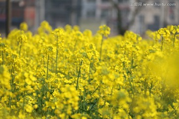 黄色油菜花