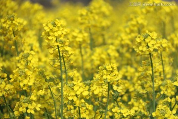 金黄油菜花