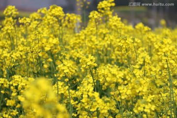 花海