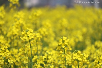 花草