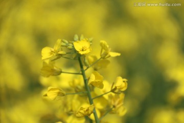 油菜地