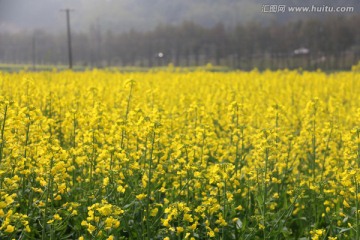 油菜花开