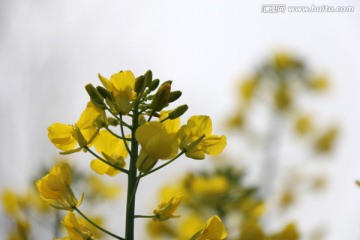 花儿