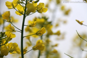 花卉