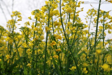 菜花