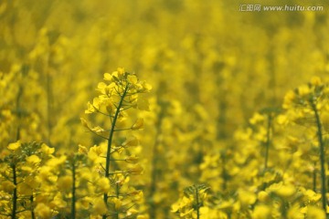 花草的世界