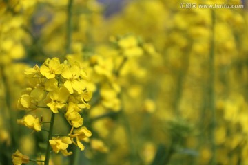 花草