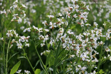 鲜花