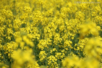 油菜花