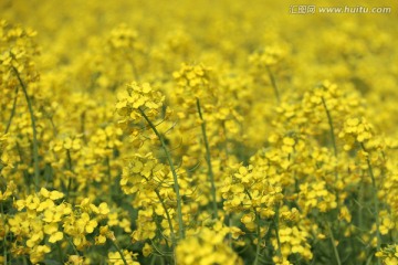 油菜花海