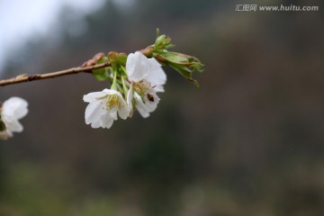 一枝樱花