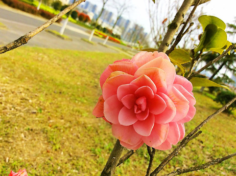 茶花