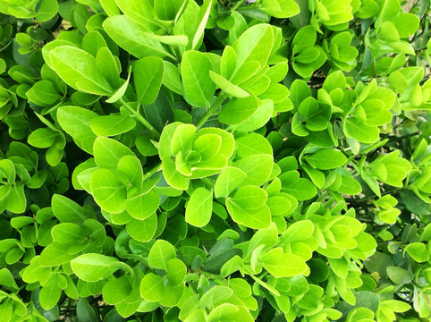 绿色植物
