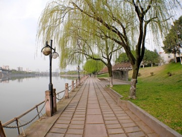 义乌义乌江畔游步道柳树全景