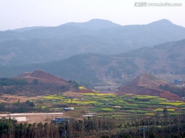 义乌宗塘村农田油菜花田全景