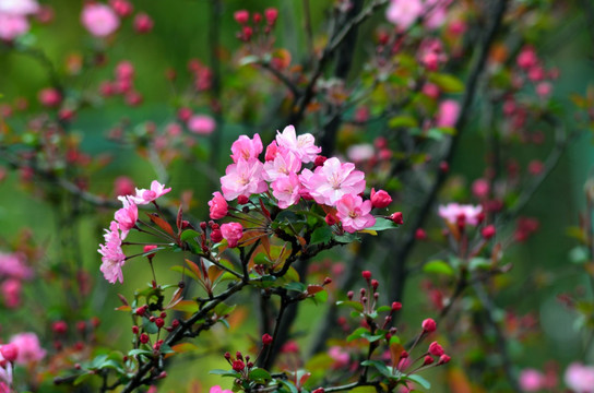 樱花特写