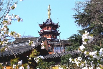 南京鸡鸣寺樱花