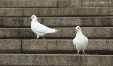 台阶上的鸽子