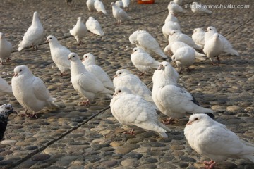 一群鸽子