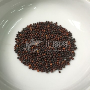 菜心种子 蔬菜种子 蔬菜籽