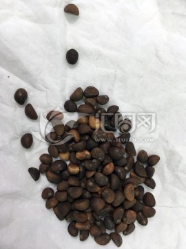 空心菜种子 蔬菜种子