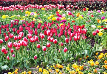 郁金香花海