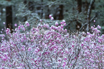 杜鹃花之春雪