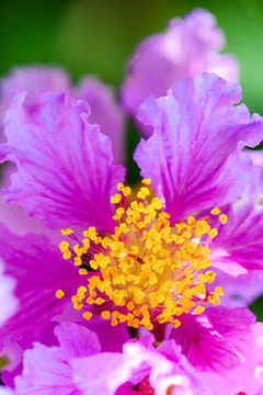 紫薇花朵竖幅