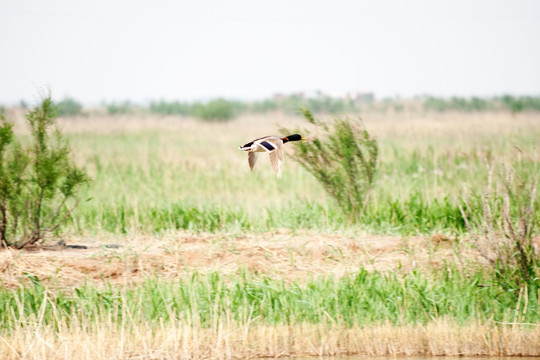 湿地野鸟
