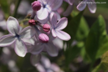 丁香花