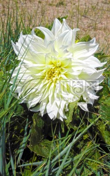 一朵白花