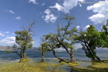 湖泊大树