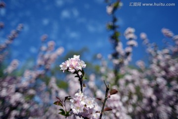 春天樱花