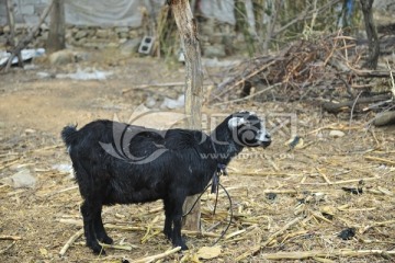 黑山羊 羊