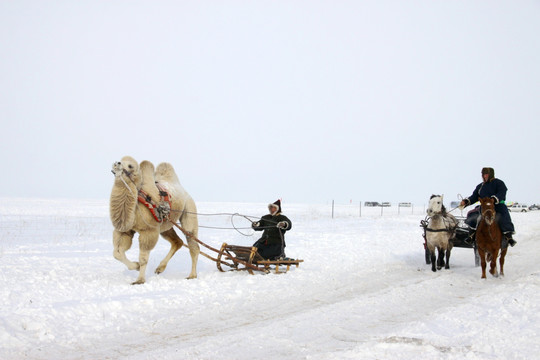 蒙古人的骆驼雪橇和米勒杆车