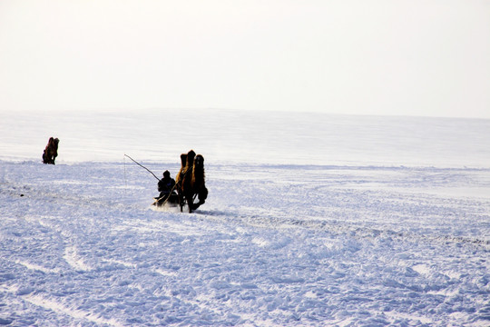 风雪中的骆驼雪橇