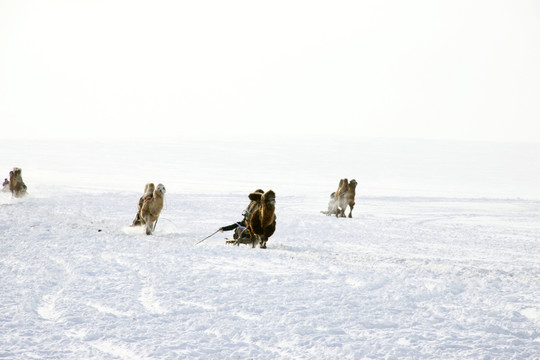 冬季蒙古族骆驼雪橇比赛