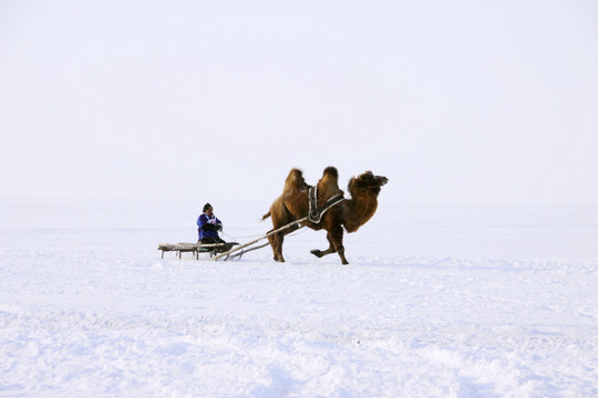 冬季奔跑的骆驼雪橇