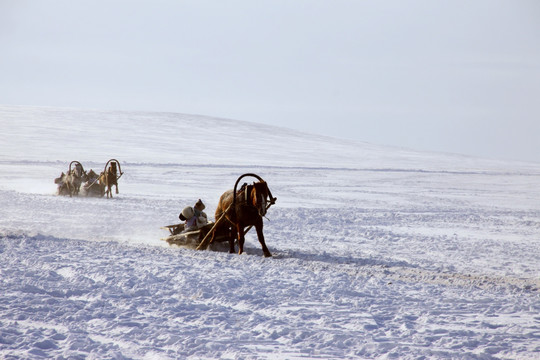 冬季蒙古族马拉雪橇比赛