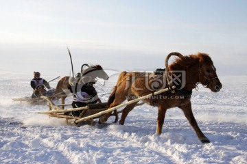 冬季风雪中奔跑的马拉雪橇